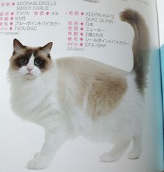 猫のカタログ.jpg